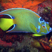 Queen Angelfish, U. S. Virgin Islands 2 Poster