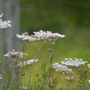 Queen Anne Lace Wildflowers Poster