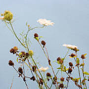 Queen Anne's Lace And Dried Clovers Poster