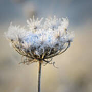 Queen Anne's Lace With Frost Poster
