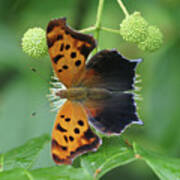 Question Mark Butterfly - Top View 1 Poster
