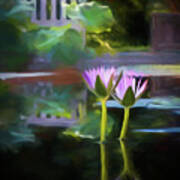 Quiet Garden Water Lily Poster