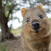 Quokka Poster