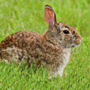 Rabbit In A Grassy Meadow Poster