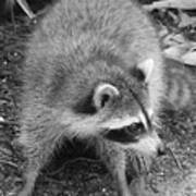 Raccoon - Black And White Poster