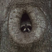 Raccoon In His Tree Hole Poster