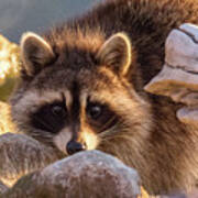 Raccoon Keeps Close Watch Poster