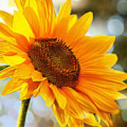 Radiant Yellow Sunflower Poster