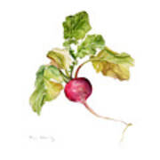 Radish Poster