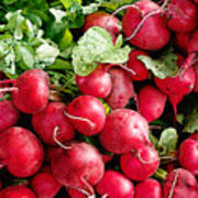 Radishes 1 Poster