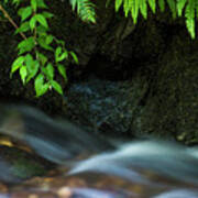 Rain Forest Stream Poster