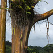 Rainbow Eucalyptus Poster