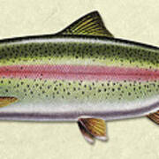 Rainbow Trout Id Poster