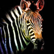Rainbow Zebra Poster