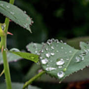 Raindrops On A Rose Leaf Poster