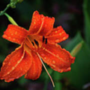 Raindrops On A Day Lily Poster