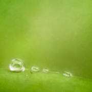 Raindrops On Green Poster