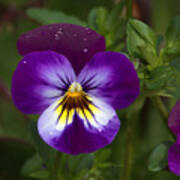 Raindrops On Pansies Poster