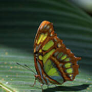 Rainforest Butterfly Poster