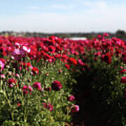 Ranunculus Field Poster