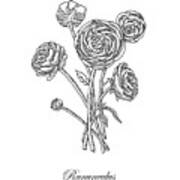 Ranunculus Flower Botanical Drawing Poster