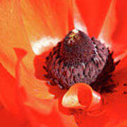 Ranunculus Red Poster