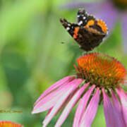 Red Admiral On Cone Flower Poster