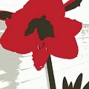 Red Amaryllis Poster