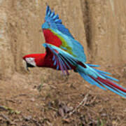 Red-and-green Macaw Poster