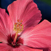 Red And White Hibiscus Poster