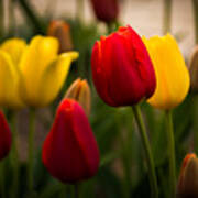 Red And Yellow Tulips Poster