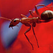 Red Ant Macro Poster