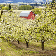 Red Barn In Pear Orchards Poster