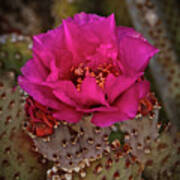 Red Beavertail Cactus Bloom Poster