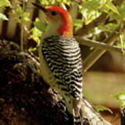 Red Bellied Woodpecker Poster