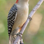 Red-bellied Woodpecker, Fall Morning Poster