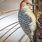 Red Bellied Woodpecker Img 6 Poster