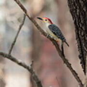 Red-bellied Woodpecker Poster