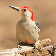 Red-bellied Woodpecker Portrait Poster