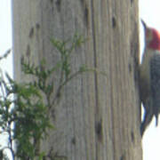Red Bellied Woodpecker Poster