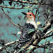 Red Bellied Woodpecker Poster