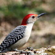 Red-bellied Woodpecker Poster
