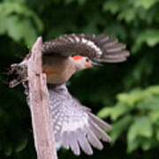 Red Belly Woodpecker Poster