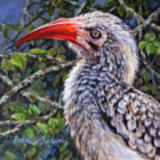 Red Billed Hornbill Poster