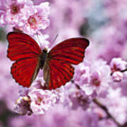 Red Butterfly On Plum  Blossom Branch Poster