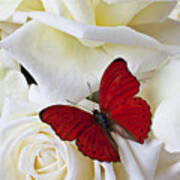 Red Butterfly On White Roses Poster