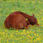 Red Calf In The Buttercup Meadow Poster
