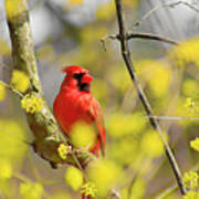 Red Cardinal Among Spring Flowers Poster