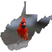 Red Cardinal Looking For Food Poster