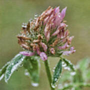 Red Clover In Morning Dew Poster